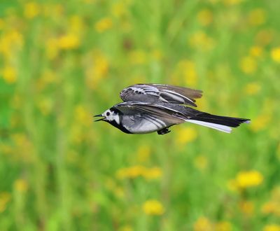 Witte Kwikstaart - White Wagtail