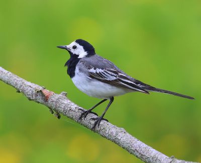 Witte Kwikstaart - White Wagtail