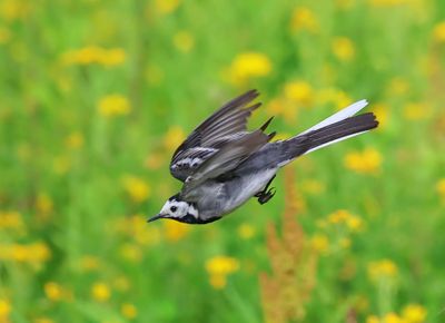 Witte Kwikstaart - White Wagtail
