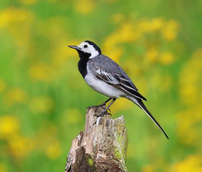 Witte Kwikstaart - White Wagtail