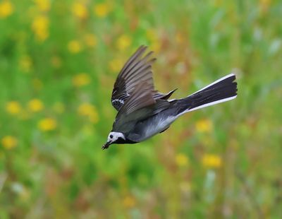 Witte Kwikstaart - White Wagtail