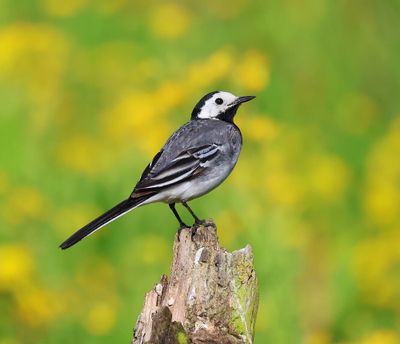 Witte Kwikstaart - White Wagtail