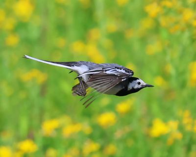 Witte Kwikstaart - White Wagtail