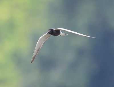 Zwarte Stern - Black Tern