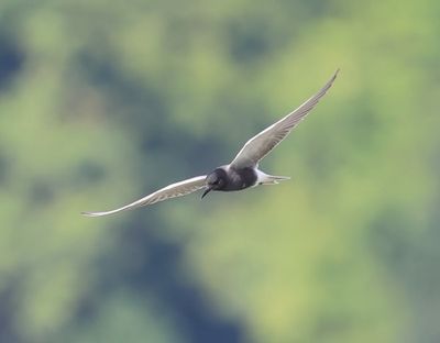 Zwarte Stern - Black Tern