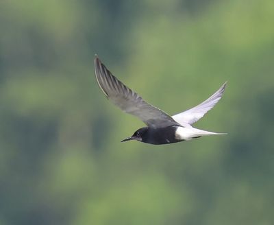 Zwarte Stern - Black Tern