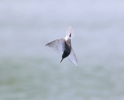 Zwarte Stern - Black Tern