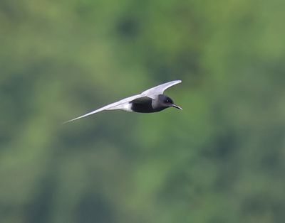 Zwarte Stern - Black Tern