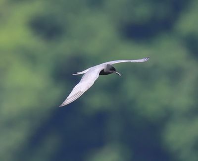 Zwarte Stern - Black Tern