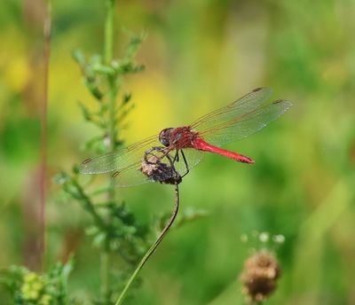 Zwervende Heidelibel - Red-veined Darter