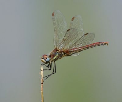 Zwervende Heidelibel - Red-veined Darter