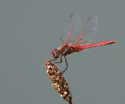 Zwervende Heidelibel - Red-veined Darter