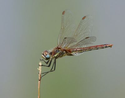 Zwervende Heidelibel - Red-veined Darter