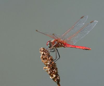 Zwervende Heidelibel - Red-veined Darter