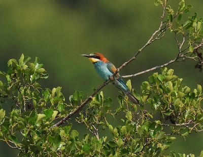 Bijeneter - European Bee-eater