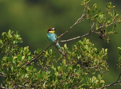Bijeneter - European Bee-eater