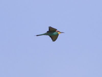 Bijeneter - European Bee-eater