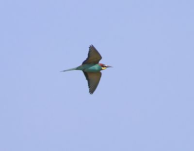 Bijeneter - European Bee-eater