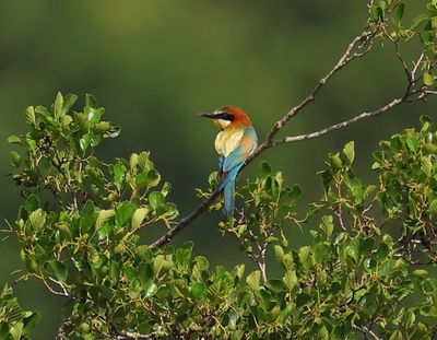 Bijeneter - European Bee-eater