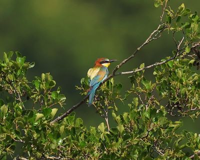 Bijeneter - European Bee-eater