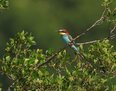 Bijeneter - European Bee-eater