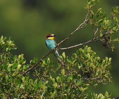 Bijeneter - European Bee-eater