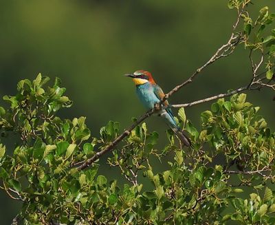 Bijeneter - European Bee-eater