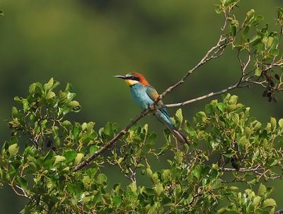 Bijeneter - European Bee-eater