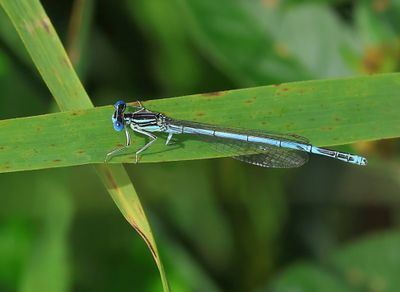 Blauwe Breedscheenjuffer - Blue Featherleg