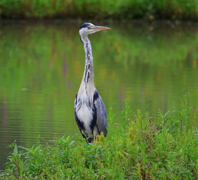 Blauwe Reiger - Grey Heron