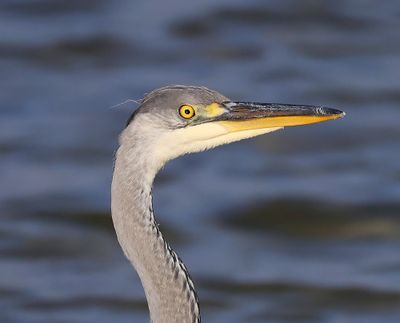 Blauwe Reiger - Grey Heron