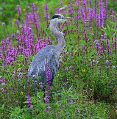 Blauwe Reiger - Grey Heron