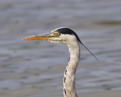 Blauwe Reiger - Grey Heron