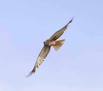 Bruine Kiekendief - Western Marsh Harrier