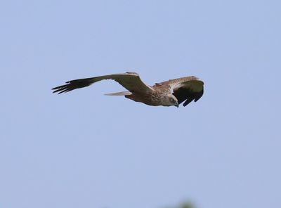 Bruine Kiekendief - Western Marsh Harrier