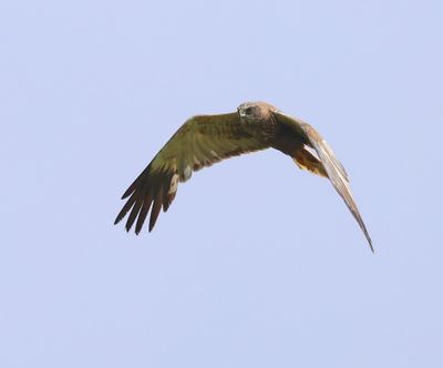 Bruine Kiekendief - Western Marsh Harrier
