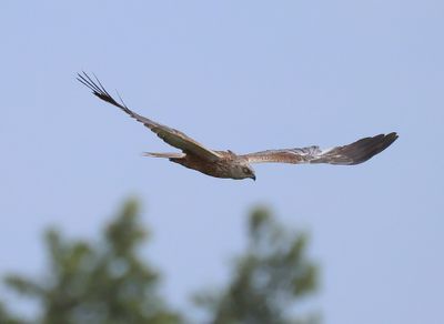 Bruine Kiekendief - Western Marsh Harrier