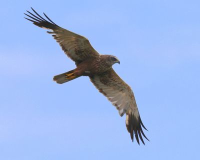 Bruine Kiekendief - Western Marsh Harrier
