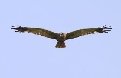 Bruine Kiekendief - Western Marsh Harrier