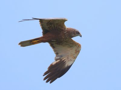 Bruine Kiekendief - Western Marsh Harrier