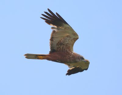 Bruine Kiekendief - Western Marsh Harrier