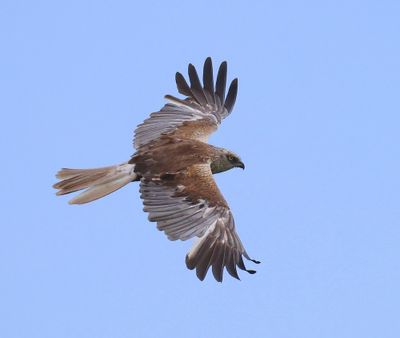 Bruine Kiekendief - Western Marsh Harrier