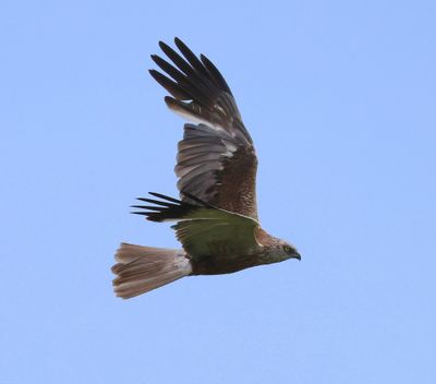 Bruine Kiekendief - Western Marsh Harrier
