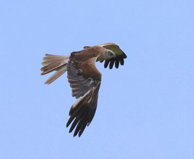 Bruine Kiekendief - Western Marsh Harrier