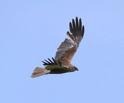 Bruine Kiekendief - Western Marsh Harrier