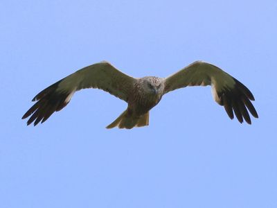 Bruine Kiekendief - Western Marsh Harrier