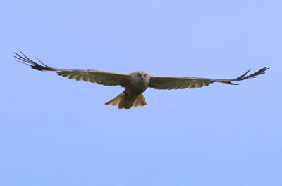 Bruine Kiekendief - Western Marsh Harrier