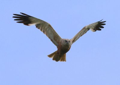 Bruine Kiekendief - Western Marsh Harrier
