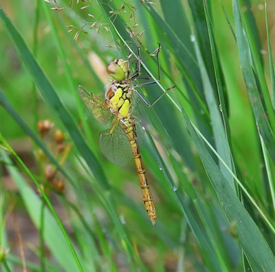 Bruinrode Heidelibel - Common Darter