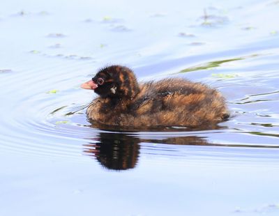 Dodaars - Little Grebe